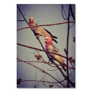 Numéro De Table Oiseaux de Galah dans l'arbre 1