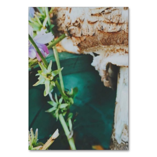 Numéro De Table Parasol mushroom, Swedish Archipelago, Sweden (Par défaut)