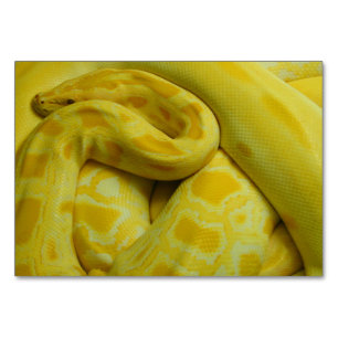 Numéro De Table Python birman jaune