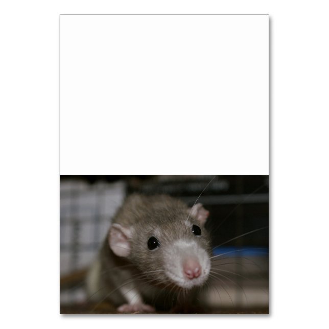 Numéro De Table Rat curieux (Par défaut)
