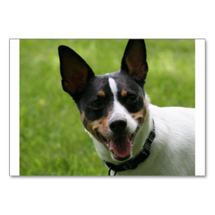 Numéro De Table rat terrier.png