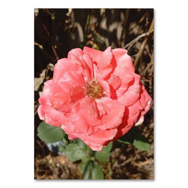 Numéro De Table Rose dans le jardin tout près (Par défaut)