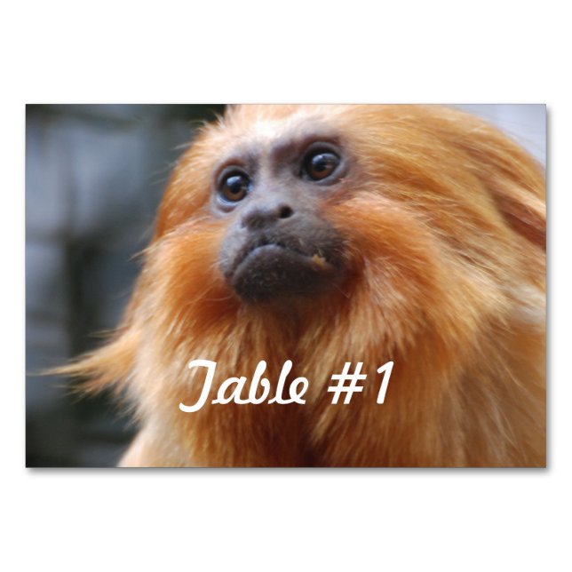 Numéro De Table Singe Lion d'or Tamarin (Devant)