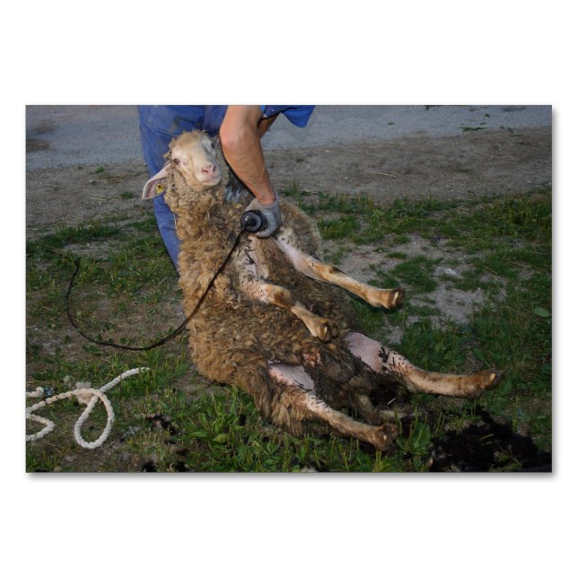 Numéro De Table Vis du mouton (Devant)