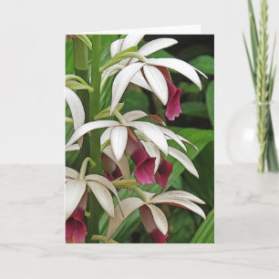 Nun's Orchid Blossoms Greeting Card