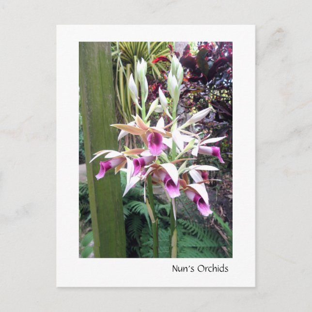 Nun's Orchids 2 Postcard (Front)