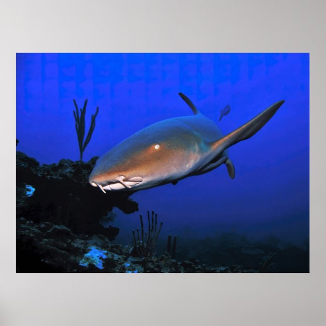 Nurse Shark and the Ocean Blue Poster (Front)