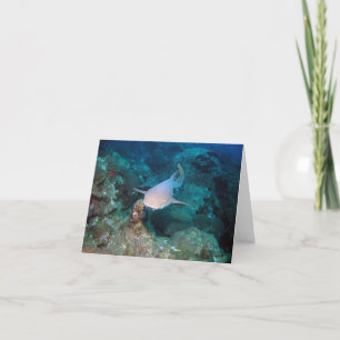 Nurse Shark Card