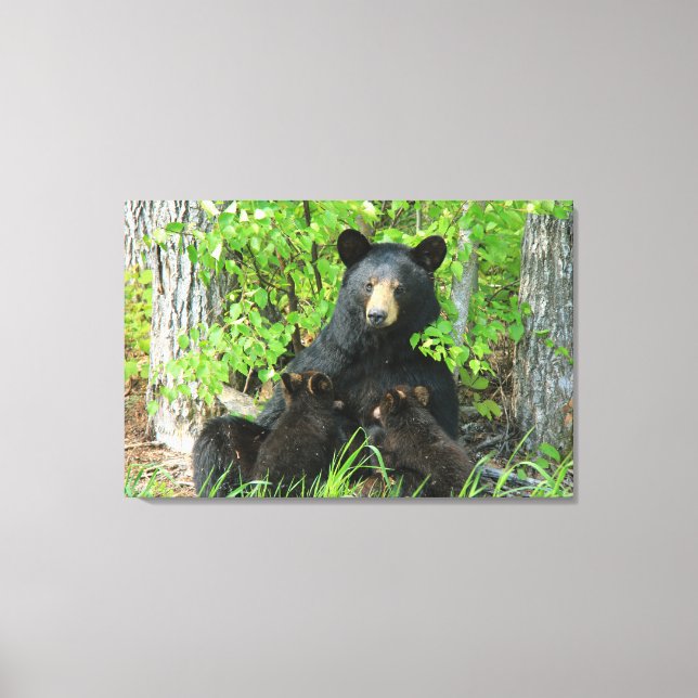 Nursing Black Bear and Twin Cubs  Canvas Print (Front)