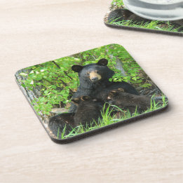 Nursing Black Bear and Twin Cubs  Coaster