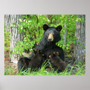 Nursing Black Bear and Twin Cubs Poster