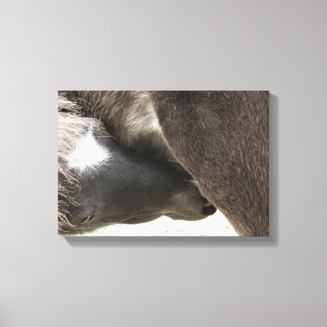 Nursing Foal Canvas Print (Front)