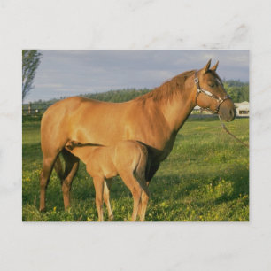 Nursing Foal Postcard