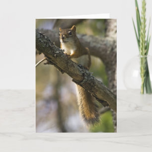 Nut Patrol Birthday Card