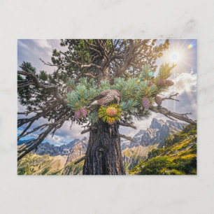 Nutcracker on stone pine searching cones postcard