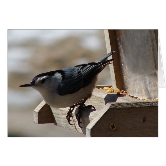 Nuthatch (Front Horizontal)