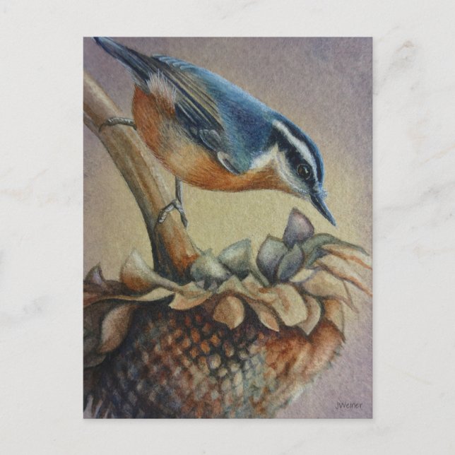 Nuthatch Bird and Sunflower Seeds Watercolor Art Postcard (Front)