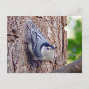 Nuthatch Bird Postcard