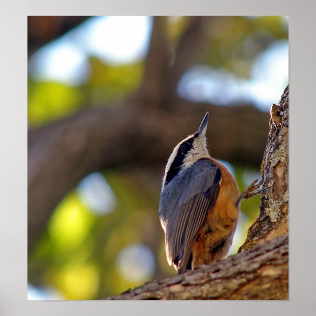Nuthatch  bird poster (Front)