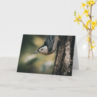 Nuthatch Card