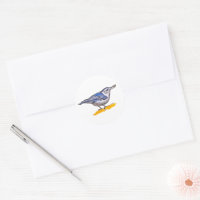 Nuthatch 