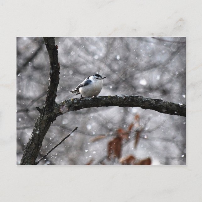 Nuthatch dans la carte postale de neige (Devant)