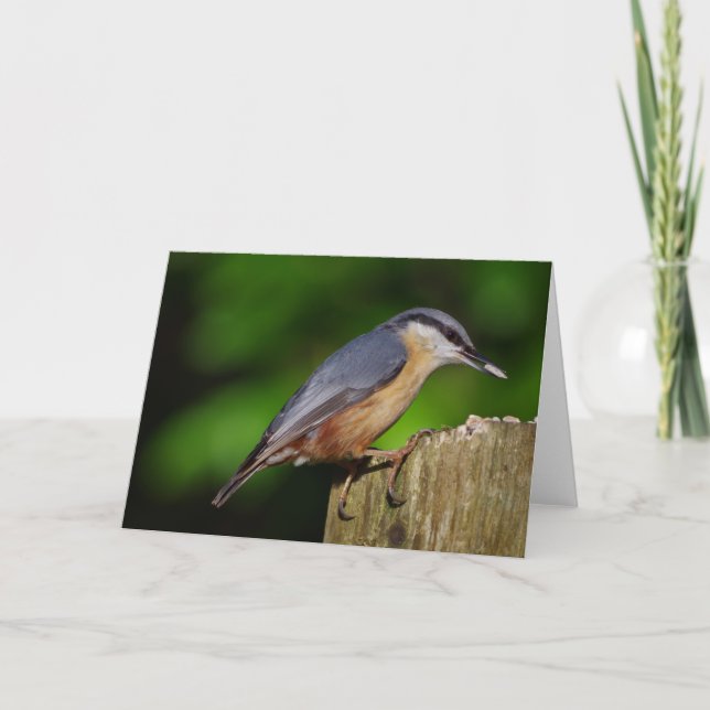 Nuthatch Greetings Card (Front)