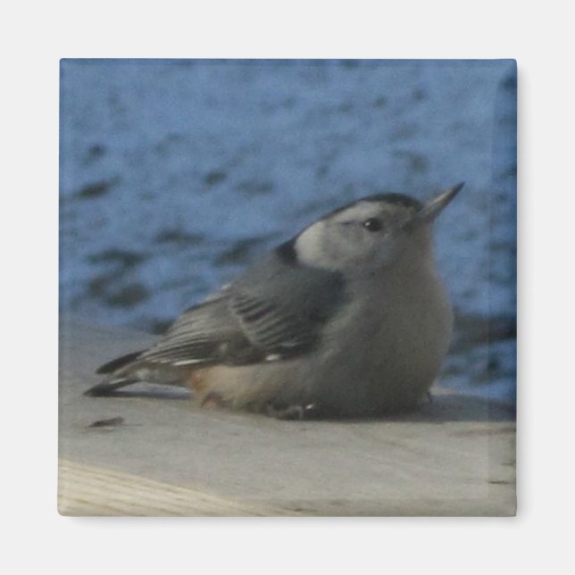 Nuthatch Magnet (Front)