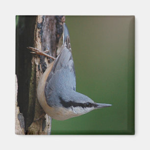 Nuthatch magnet