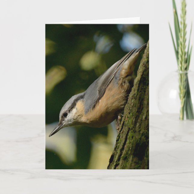 Nuthatch on a tree card (Front)