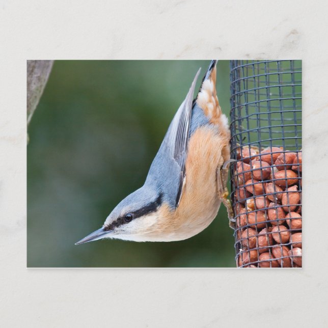 Nuthatch on Feeder Postcard (Front)