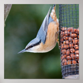 Nuthatch on  Feeder Poster