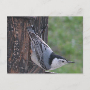 Nuthatch Postcard