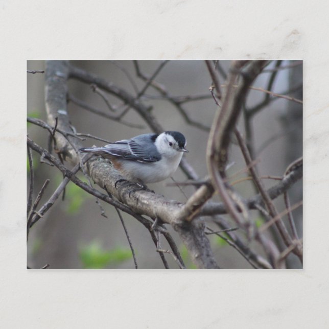 Nuthatch postcard (Front)