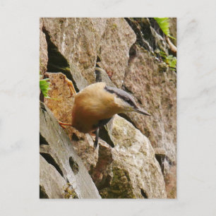 Nuthatch Postcard