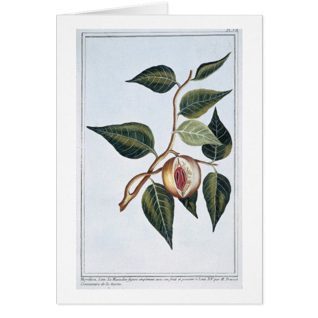 Nutmeg, plate 7, from 'Collection Precieuse et Enl (Front)