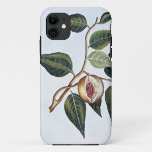 Nutmeg, plate 7, from 'Collection Precieuse et Enl iPhone 11 Case