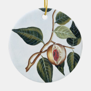 Nutmeg, plate 7, from 'Collection Precieuse et Enl Ceramic Ornament