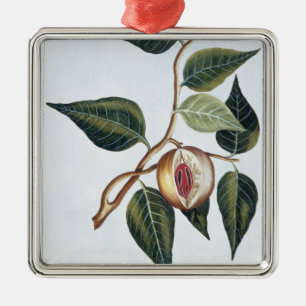 Nutmeg, plate 7, from 'Collection Precieuse et Enl Metal Ornament