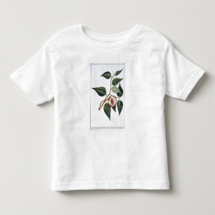 Nutmeg, plate 7, from 'Collection Precieuse et Enl Toddler T-shirt