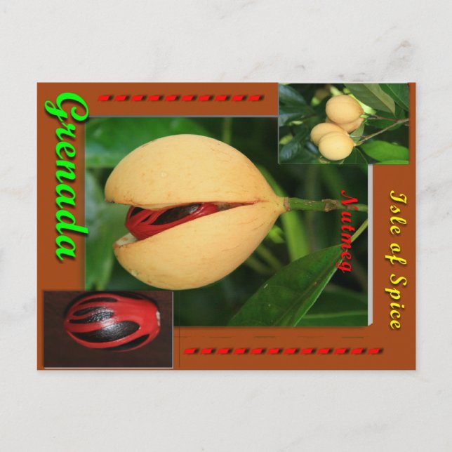 Nutmeg Postcard (Front)