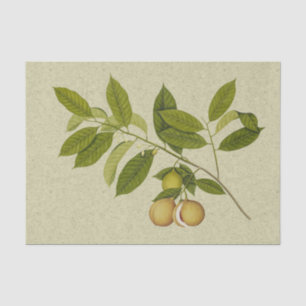 Nutmeg tree botanical print tissue paper