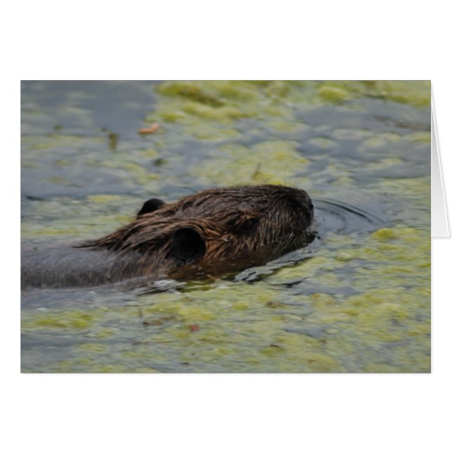 "Nutria Swimming" Greting Card (Front Horizontal)