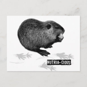 Nutritious Nutria Postcard