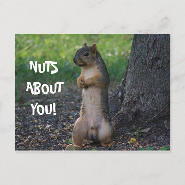 NUTS ABOUT YOU! POSTCARD (Front)