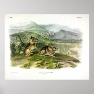 Nuttall's Hare (Mountain / Nuttall's Cottontail) Poster