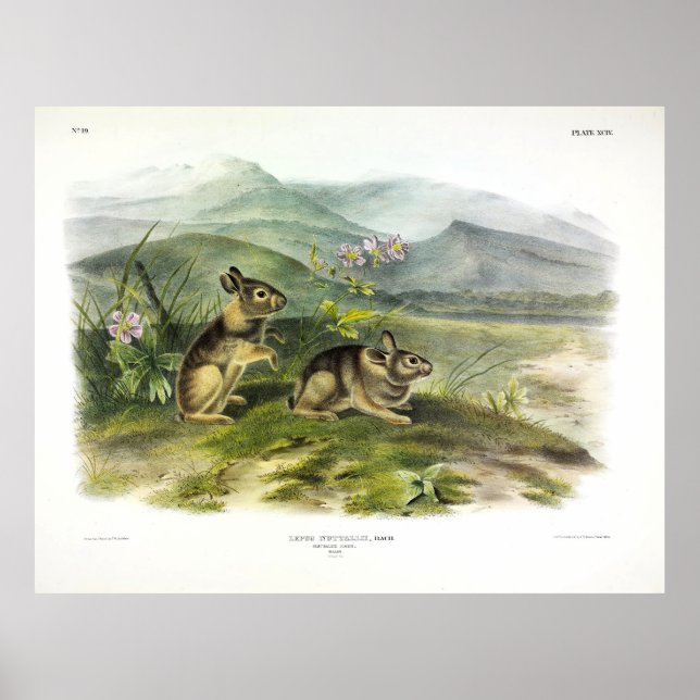 Nuttall's Hare (Mountain / Nuttall's Cottontail) Poster (Front)