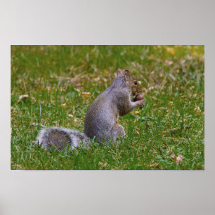 Nutty Squirrel Poster