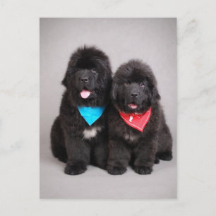 Nuwfie brothers postcard