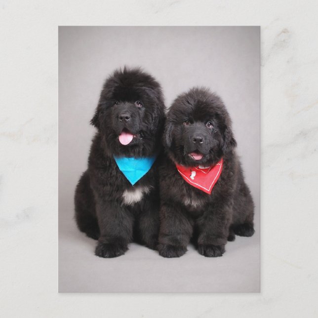 Nuwfie brothers postcard (Front)